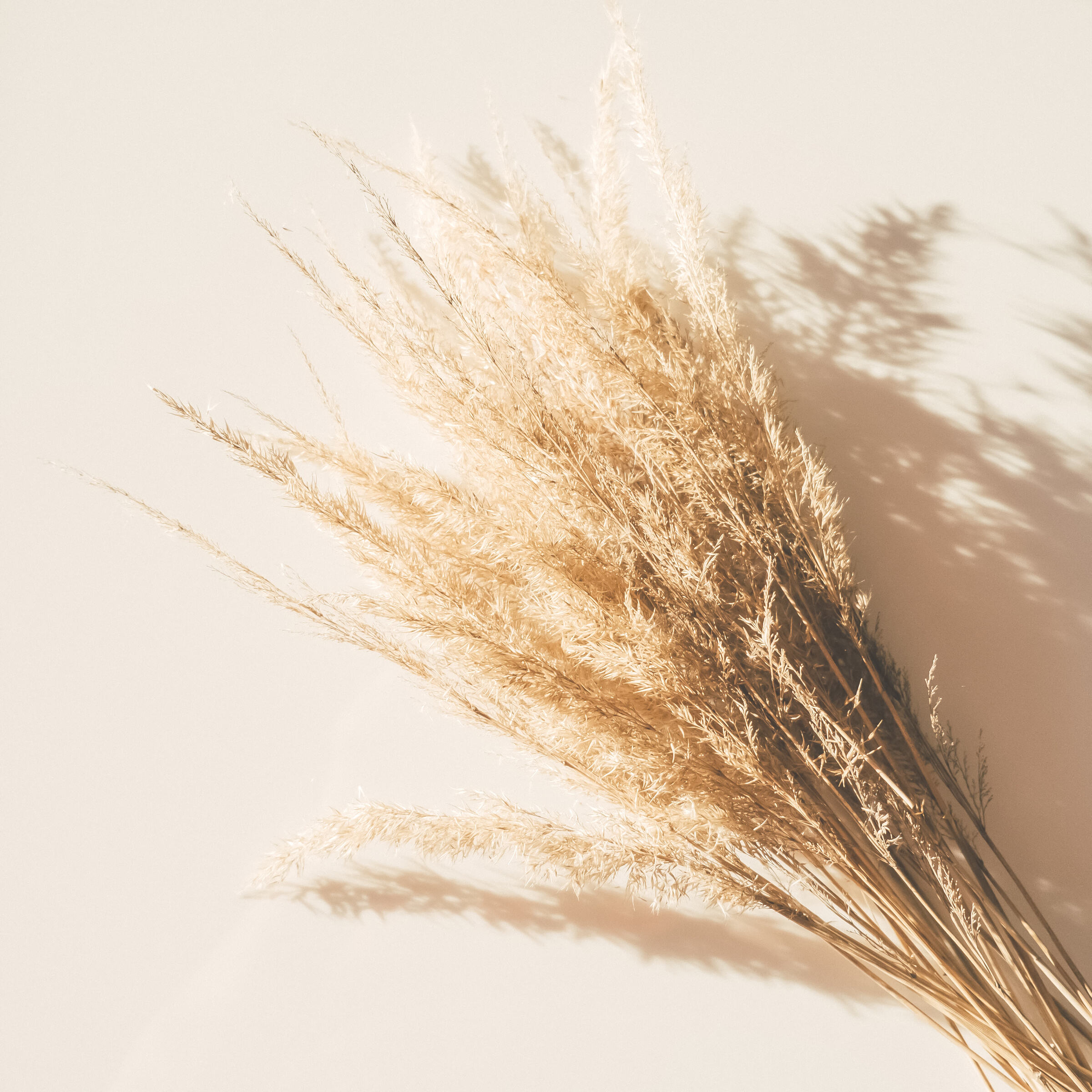 Brown Grass Flowers on White Surface